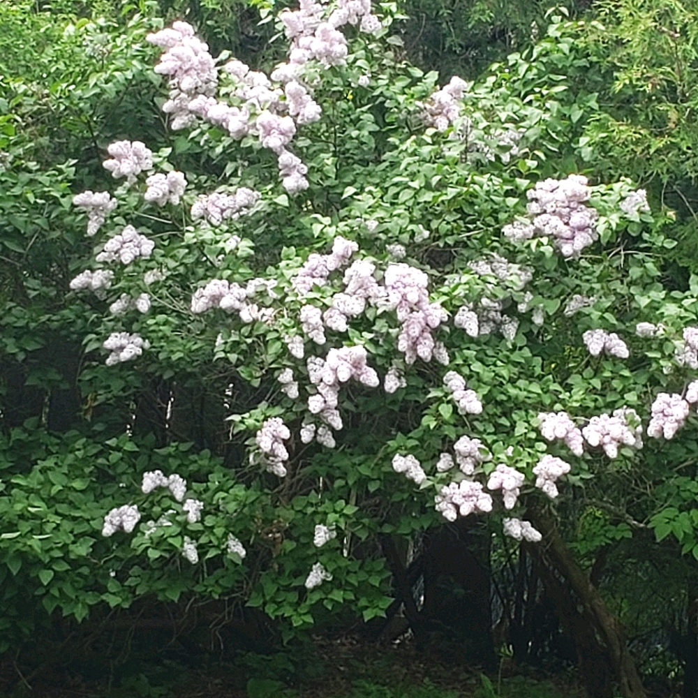 Meet your Posher, Anne